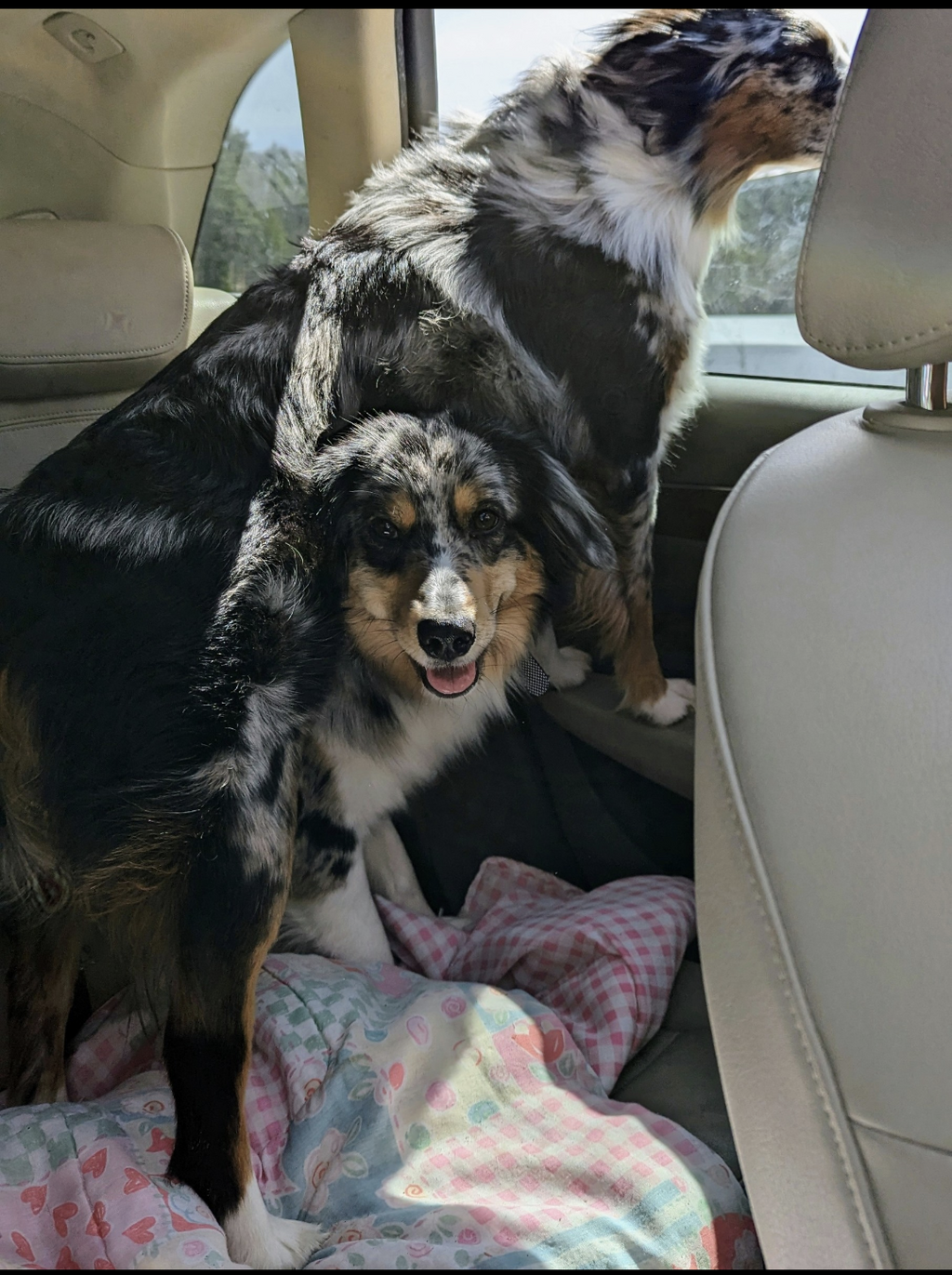 Our Aussies each love car rides in their own way.
